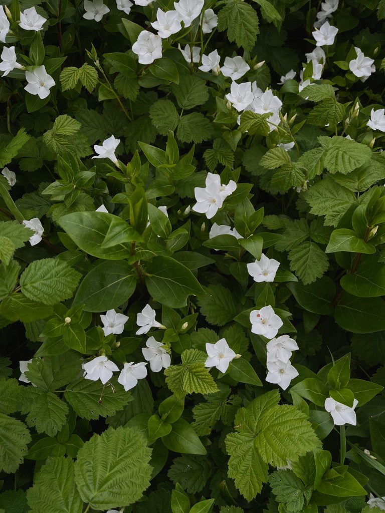 A close-up view of lush green foliage interspersed with numerous delicate white flowers, creating a vibrant natural scene.